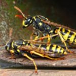 Vespe: come convivere con la natura senza rinunciare alla sicurezza