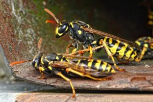 Vespe: come convivere con la natura senza rinunciare alla sicurezza